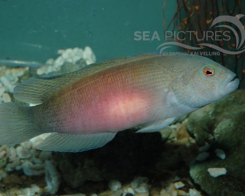 Meeresfische Meeresfische