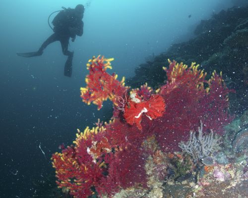 Taucher und Wracks Taucher und Wracks