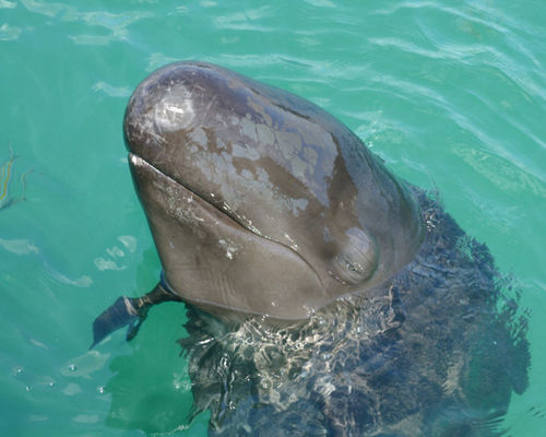 Meeressäuger Meeressäuger