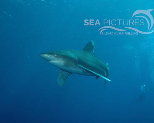 Haie und Rochen Haie und Rochen