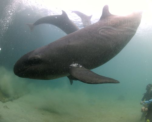 Taucher und Wracks Taucher und Wracks