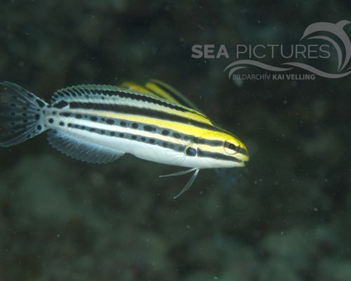 Meeresfische Meeresfische