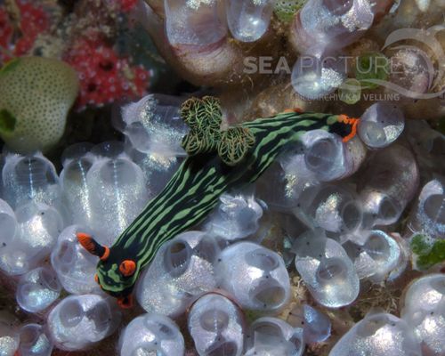 Niedere Tiere Niedere Tiere