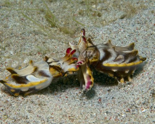 Niedere Tiere Niedere Tiere