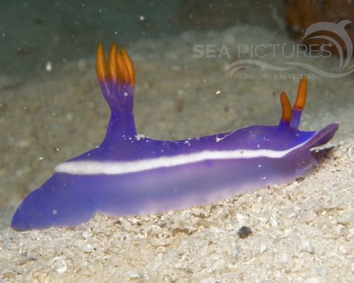 Niedere Tiere Niedere Tiere