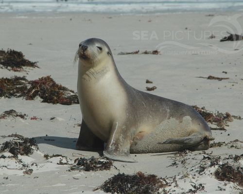 Meeressäuger Meeressäuger