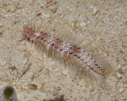 Niedere Tiere Niedere Tiere