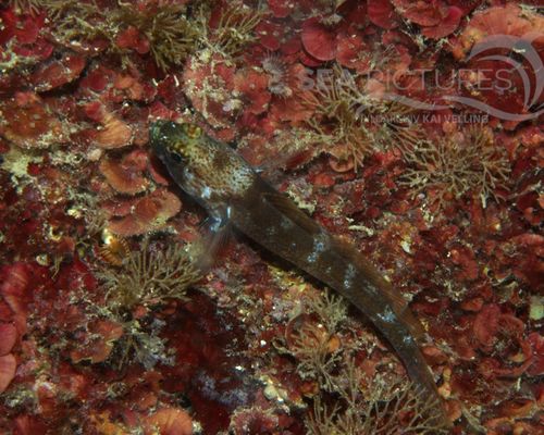 Meeresfische Meeresfische