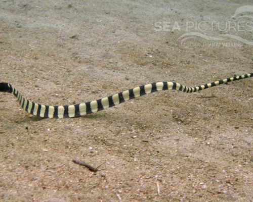 Meeresschlangen Meeresschlangen