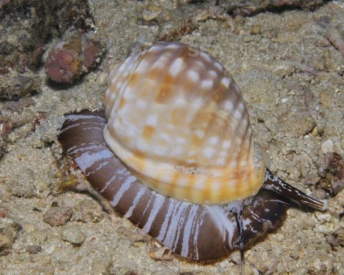 Niedere Tiere Niedere Tiere