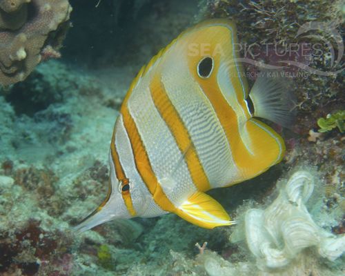 Bio-Themen Bio-Themen