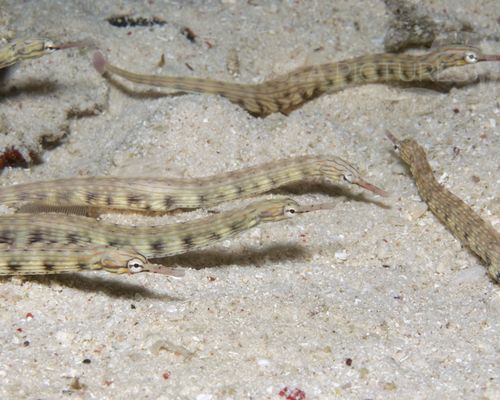 Bio-Themen Bio-Themen