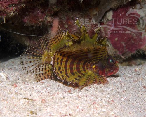 Meeresfische Meeresfische